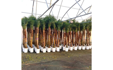 【110～130cm】ヤシの木1本 フェニックス・ロべレニー ロべヤシ