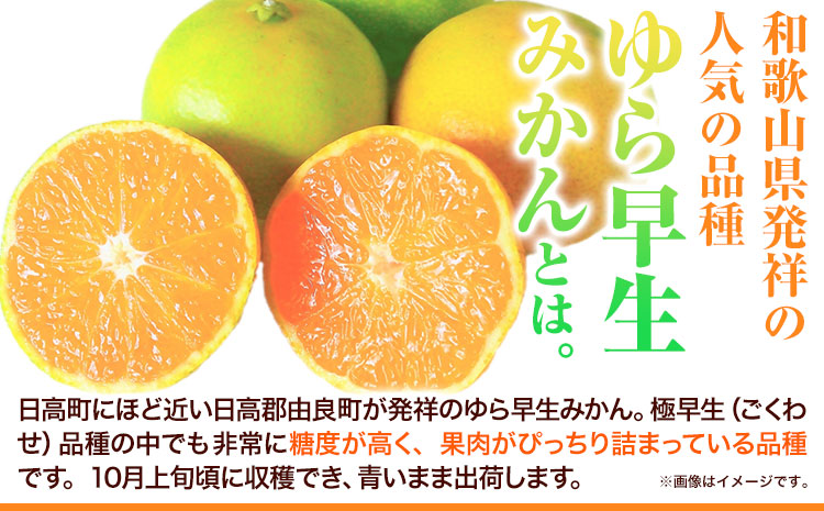 紀州和歌山有田産 ゆら早生みかん 選べる 約5kg 約10kg 株式会社魚鶴商店《2025年10月上旬-11月上旬頃出荷》 和歌山県 日高町 みかん 早生 柑橘---wsh_utsywm_ad10_22_13000_5kg---