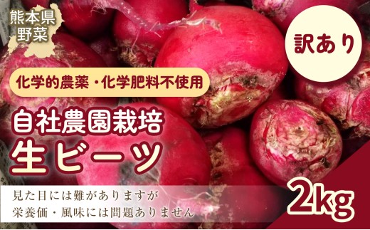 【訳あり】自社農園栽培 生ビーツ2kg ビーツ やさい 野菜 訳アリ 訳あり 健康 美容 冷蔵 国産 九州 熊本県 あさぎり町