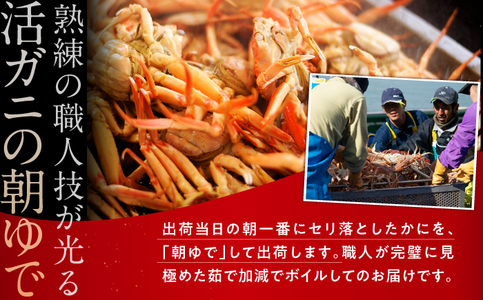 【先行予約/11月7日より順次発送】朝ゆで 国産 セイコガニ 10杯 かに 蟹 カニ せいこがに セイコ蟹  【配送不可地域：北海道・沖縄・離島】  [BFAA005] 