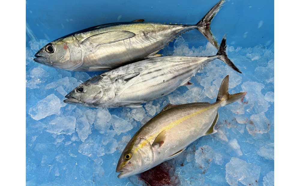 【訳あり】御前崎港直送！鮮魚おまかせセット 地魚 詰め合わせ