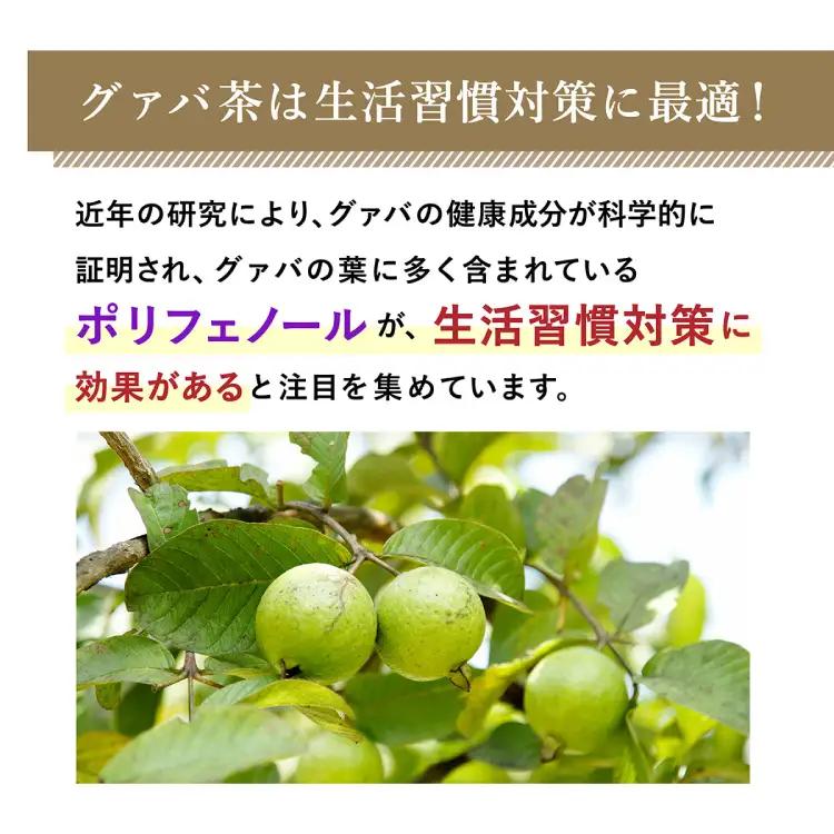 お茶 定期便 グァバ茶 500ml 24本 1ケース 3回 計72本