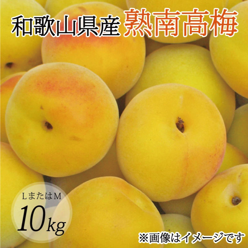 【ふるさと納税】【梅干・梅酒用】（LまたはM－10Kg）熟南高梅＜2026年6月上旬～7月上旬発送予定＞フルーツ 果物 くだもの 食品 人気 おすすめ 送料無料【ART08】