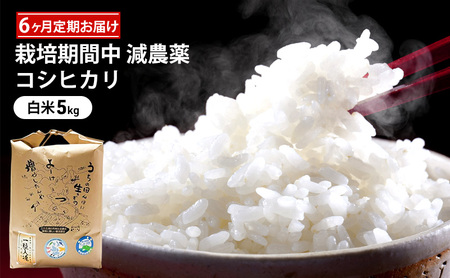 コシヒカリ 栽培期間中 白米5kg 精米 コシヒカリ