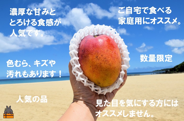 ≪今が旬！≫訳あり！【家庭用】徳之島産完熟マンゴー1kg（2～3玉）( マンゴー フルーツ わけあり 訳あり 訳有 果物 完熟 無加温 徳之島 世界自然遺産 美味しい とろける 旬 贅沢 糖度 南の島