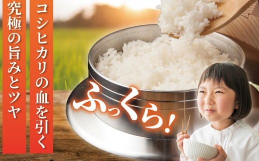 新米 先行予約 特Aランク 米 はるみ 5kg こめ 令和8年度産 甘い ツヤ キヌヒカリ コシヒカリ こしひかり しんまい kome ※ お米 白米 ご飯 ごはん 弁当 お弁当 おにぎり はくまい 