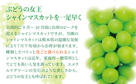 7月のぶどう屋さん 新鮮朝採れシャインマスカット 4～5房 （約1.8kg） 松川果樹園 新鮮 シャインマスカット 朝採れ マスカット ギフト 贈答用 種なし ぶどう 葡萄 国産 九州 熊本県 宇城市