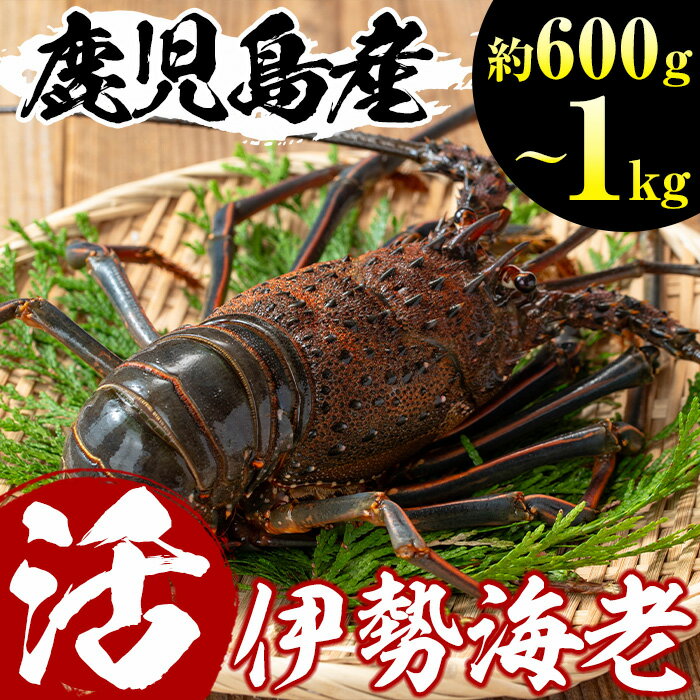 【ふるさと納税】選べる！鹿児島県産の天然活伊勢海老(約600g～1kg) 国産 九州産 鹿児島県産 エビ えび 海老 伊勢えび 伊勢エビ 天然 海鮮 魚介類 海の幸 おかず おつまみ みそ汁 味噌汁 刺身 旬 おせちの具 数量限定【家むら】