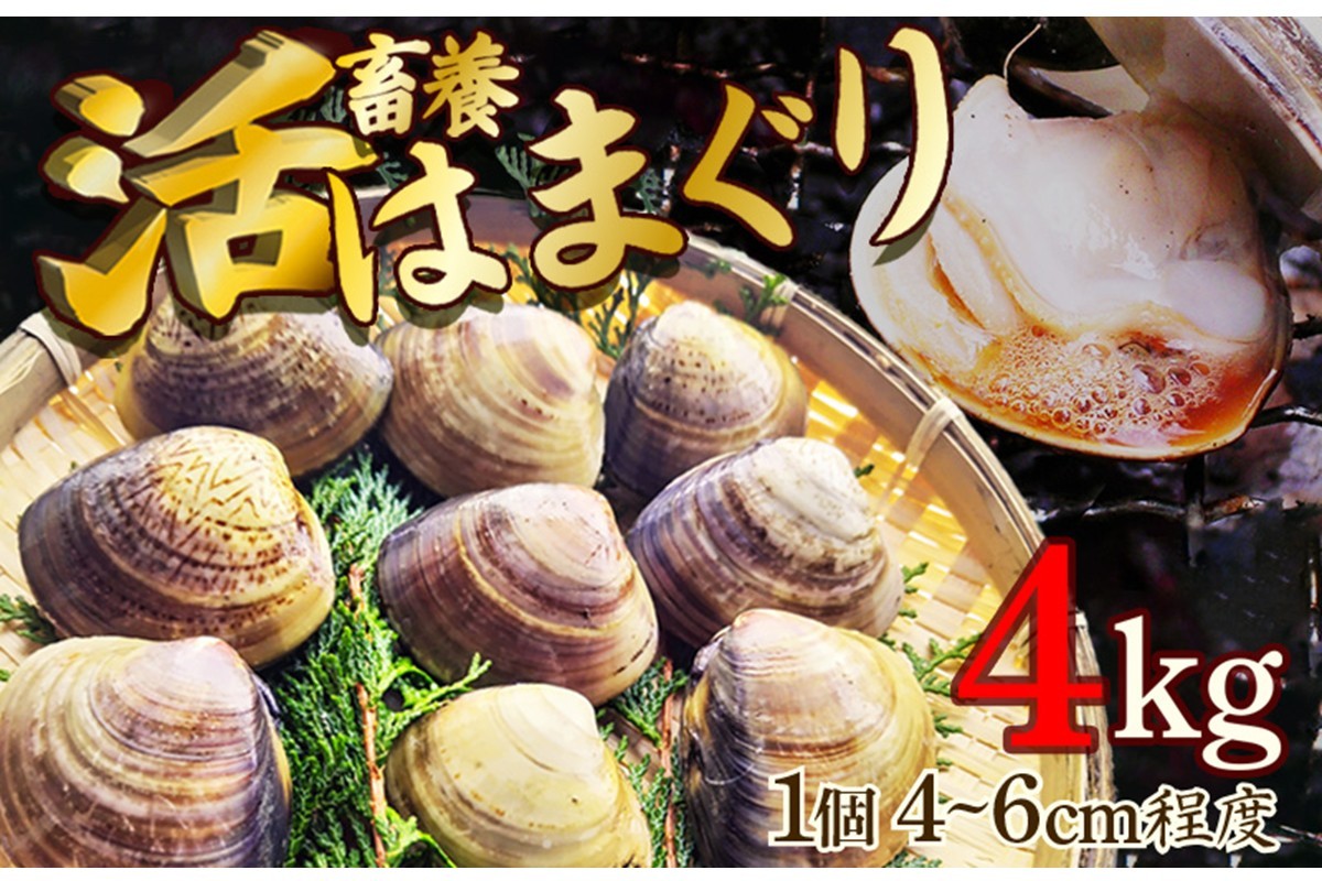 
                  畜養活はまぐり 4kg　蛤 はまぐり ハマグリ 貝 養殖 京都 京丹後 久美浜湾 プリプリ 肉厚 酒蒸し お吸い物 ふるさと納税 送料無料　MN00057
                