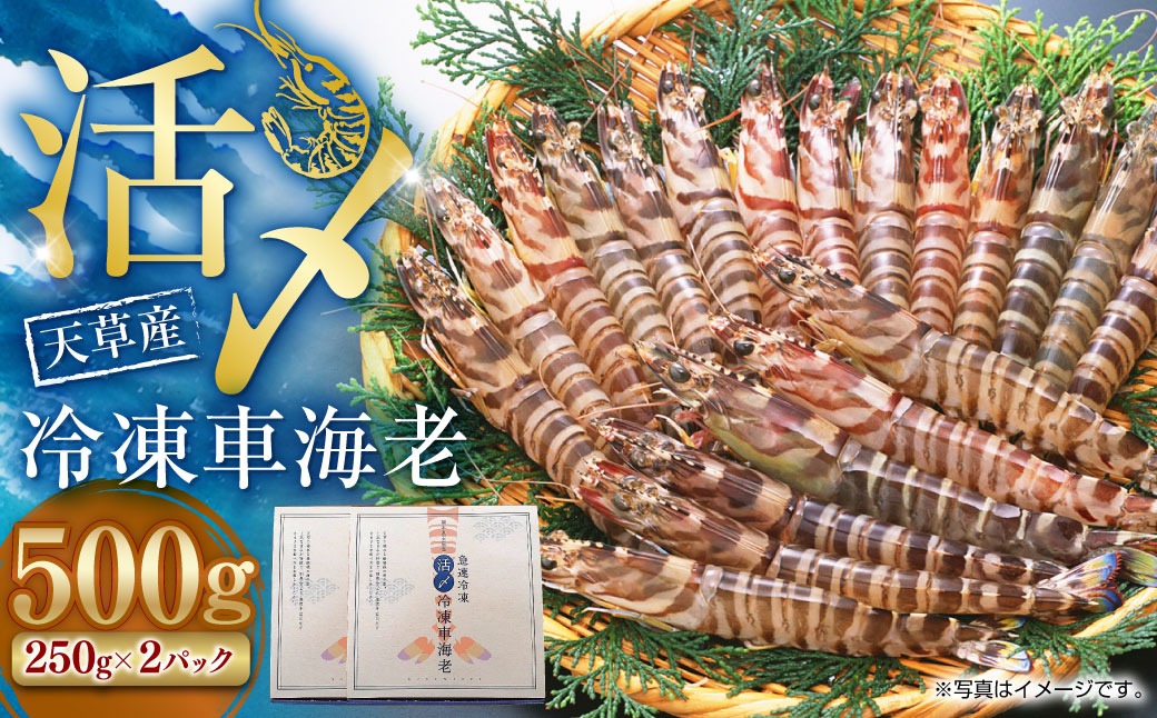 天草産 活〆冷凍 車海老 500g（特大）