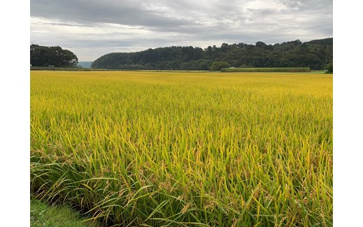 広い海と高原に囲まれた自然豊かなまちで育てられています