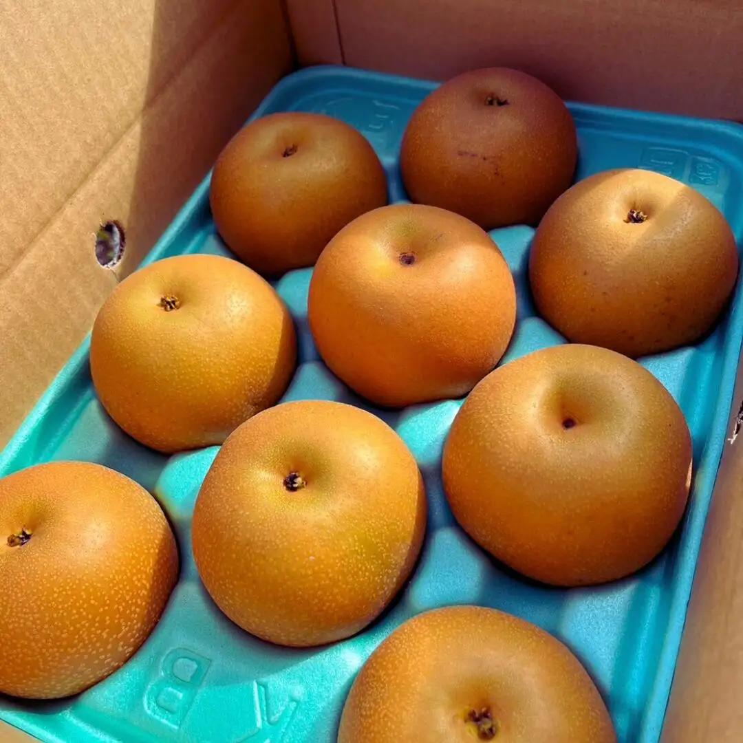 先行予約 和梨 あきづき 約3kg 新潟県 三条市産あきづき