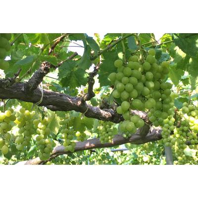 ふるさと納税 世羅町 【世羅町産ブドウの日本ワイン】せらワイン3本セット |  | 03