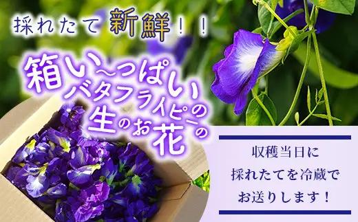 希少！採れたて新鮮！八重咲バタフライピーの生花（食用花、生ハーブ）特別栽培、栽培期間中農薬不使用 ３月～順次発送【 沖縄県 石垣市 沖縄 石垣 石垣島 花 生花 ハーブ 離島のいいもの 沖縄いいもの石