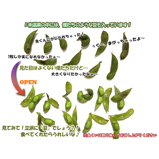 【 2025年産 数量限定 】青森の定番 毛豆 約1kg【 9月 クール便発送 】青森県鰺ヶ沢町産 ※オンライン決済のみ 野菜 枝豆 大粒 甘みが強い 豊かな香り コク ほっくり おつまみ 料理 お弁