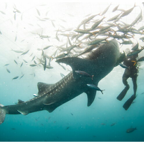 【ふるさと納税】「みんなで育てるジンベエザメ」育成寄付