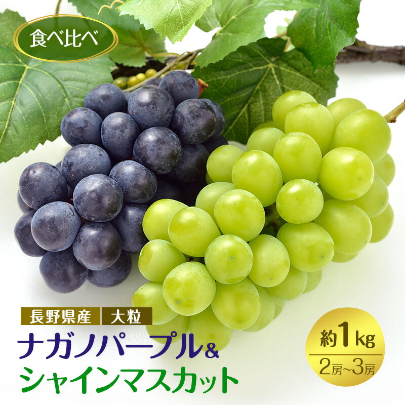 【ふるさと納税】ぶどう 先行予約 長野市産 ナガノパープル ＆ シャインマスカット 食べ比べ セット 2～3房 約1kg 詰め合わせ シャイン マスカット ブドウ 葡萄 フルーツ 果物 巨峰 デザート 信州 2025年秋発送 　お届け：2025年9月中旬～10月上旬