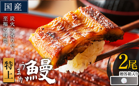 うなぎ 特上サイズ 2尾 贈答箱入り 鰻 《30日以内に出荷予定(土日祝除く)》