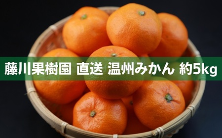 温州みかん フジカワ 柑橘 温州みかん【約5kg】