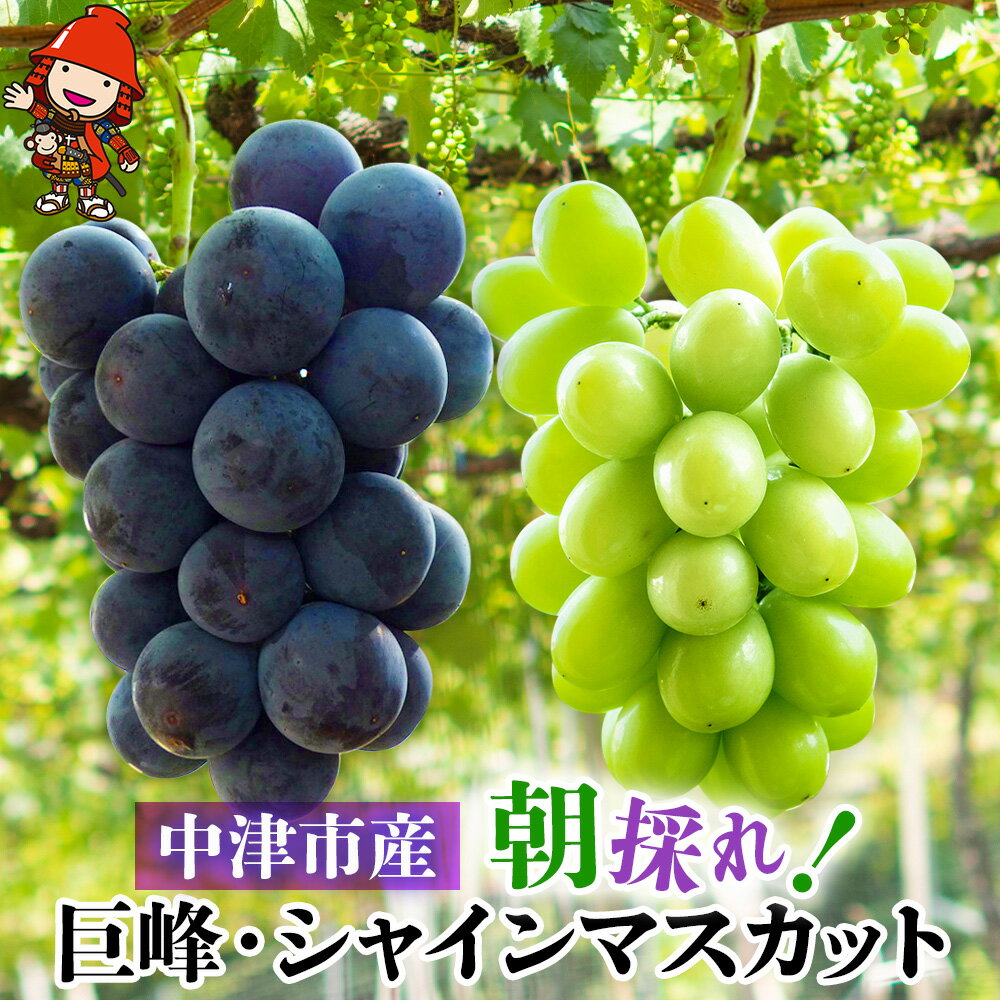 【ふるさと納税】巨峰とシャインマスカット 詰め合わせ セット ＜先行予約＞ ※おひとり様1セット限り | 大分県中津市産 中野観光ぶどう園 種あり ブドウ ぶどう 葡萄果物 フルーツ くだもの 送料無料【発送：2025年8月お盆明け頃～2025年9月初旬頃までの予定】