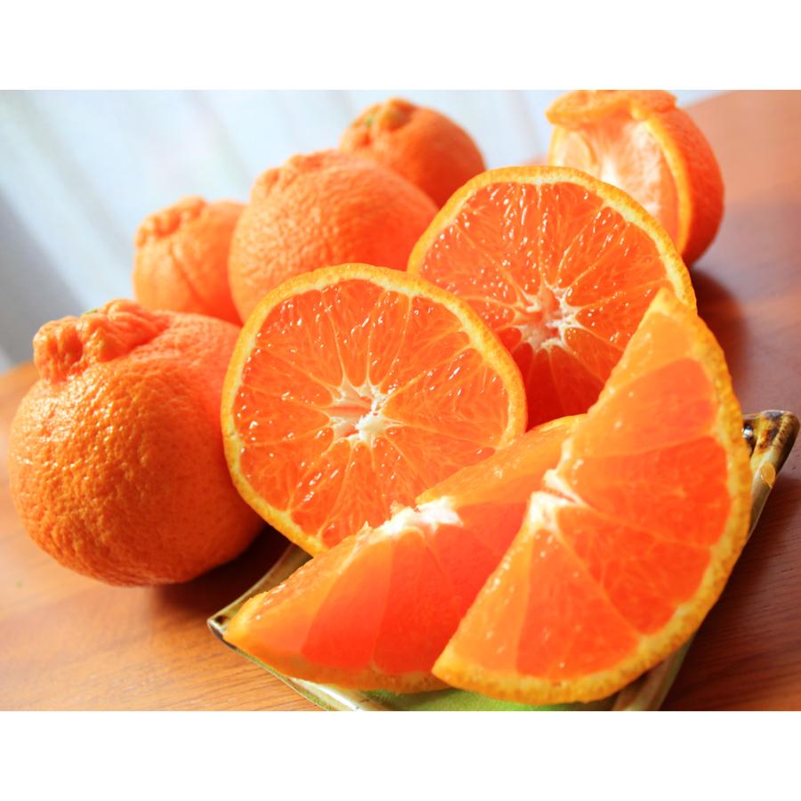 ＜魚鶴＞完熟「紀州デコ」3kg