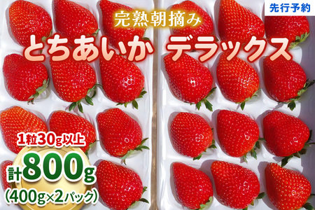 【先行予約】澳原いちご農園の完熟朝摘みとちあいか デラックス《1月中旬より順次出荷》｜いちご 苺 フルーツ 果物 産地直送 [0509]