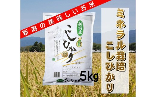 【新米予約 コシヒカリ 5kg】令和8年産 阿賀野市産ミネラル栽培コシヒカリ 白米 精米 井上米穀店 | 新潟県産コシヒカリ 新潟産コシヒカリ 阿賀野産コシヒカリ 阿賀野コシヒカリ 新潟県産こしひかり こしひかり お米 米 ブランド米 おこめ コメ ミネラル栽培 5キロ 新米 にいがた あがの 新潟県 阿賀野市 1I01012