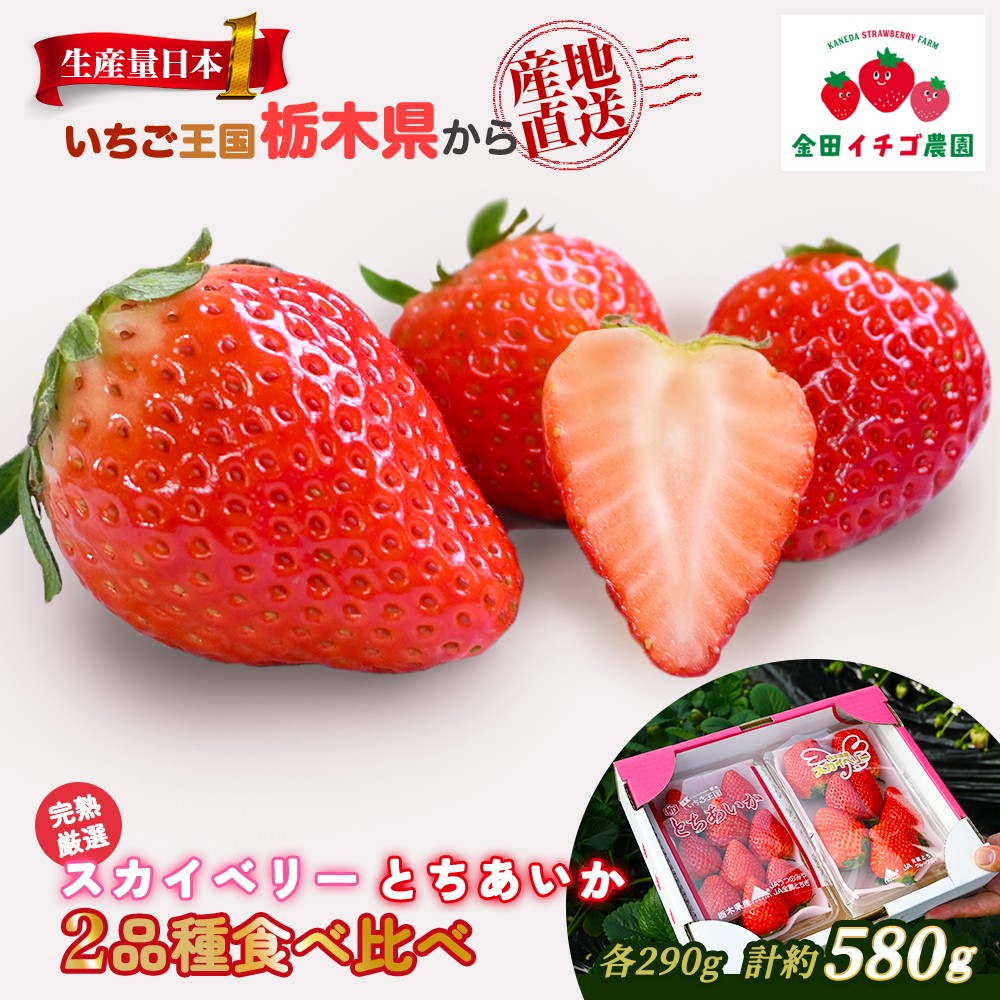 【数量限定】 いちご食べ比べセット スカイベリー290g＆とちあいか290g | いちご 栃木 スカイベリー 甘い 糖度 旬 新鮮 フルーツ 果物 アレンジ スイーツ いちごジャム フルーツサンド ※2026年12月～発送
