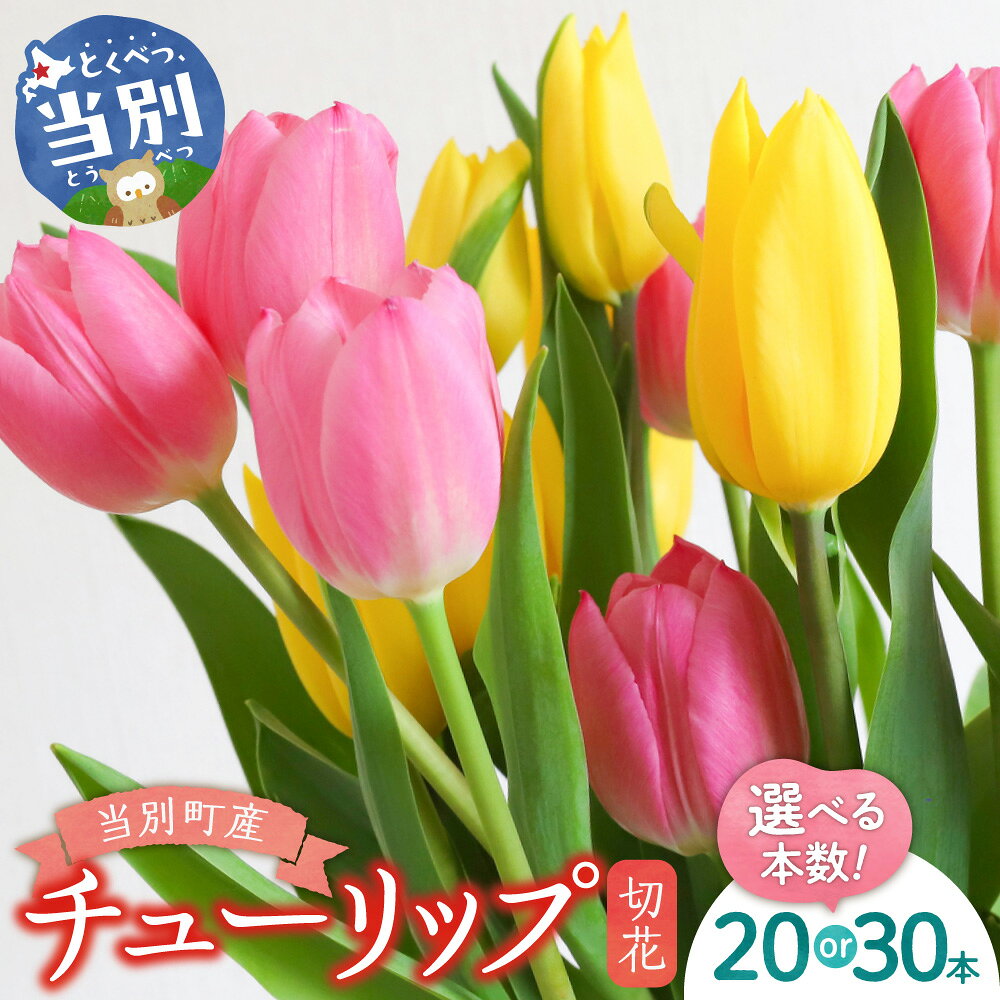 【ふるさと納税】 チューリップ切花 【選べる本数】 20本 (2品種×各10本) 30本 (3品種×各10本) 四季農場 チューリップ 切り花 花 フラワー ブーケ ギフト プレゼント 北海道 当別町