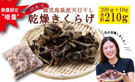 ZSR-785 ＼数量限定〝増量"／鹿児島県産天日干し【訳アリ】乾燥きくらげ　合計210g 訳アリ 訳あり わけあり 業務用 数量限定 限定 期間限定 増量 真空パック 乾燥きくらげ 乾燥 きくらげ キクラゲ 木耳 野菜 きのこ キノコ 健康 ダイエット 美容 ミネラル 食物繊維 低カロリー カルシウム リン 鉄分 鉄 豊富 料理 簡単 エムズ わか農園 サラダ みそ汁 スープ 炒め物 煮物 和え物 お手軽 生 プレゼント おまけ 鹿児島県 薩摩川内市