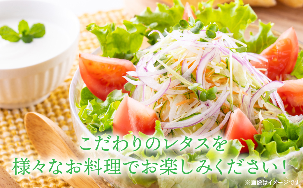 【先行予約】 レタス10kg (10玉～14玉) 野菜 やさい サラダ 付け合せ 新鮮 冷蔵 【2025年11月中旬より順次発送】