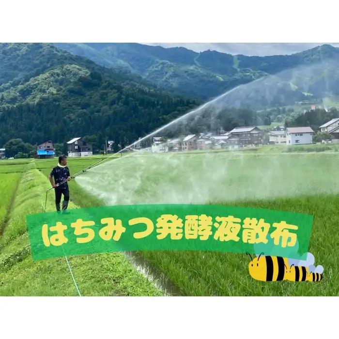 【令和8年・新米予約・定期便】新潟県南魚沼産（塩沢地区）はちみつ米コシヒカリ 5kg×６か月　※蜂蜜発酵液肥料栽培【2026年9月下旬より1ヶ月以内に順次発送予定】｜コシヒカリ