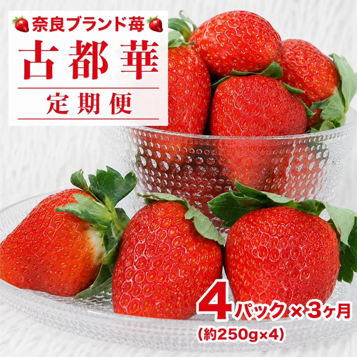 【先行予約】【全3定期便】 いちご 古都華 250g×4パック ことか 果物 いちご
