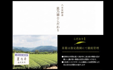 八女星野 玉露 ティーバッグ 計250g（2.5g×100個） 緑茶 お茶