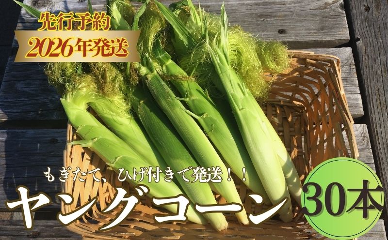 【2026年 先行予約】もぎたて発送！山梨県産 ヤングコーン 30本【栄養たっぷりヒゲ付き！】炭野菜 野菜 とうもろこし 間伐材 炭 肥料 SDGs 炭香ファーム ヤングコーン