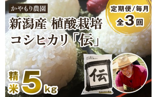 【令和7年産新米】【定期便3回毎月お届け】新潟産コシヒカリ「伝」白米真空パック 精米5kg 《9月下旬～順次出荷》 南麻布の高級料亭で提供される極上米 かやもり農園 定期便