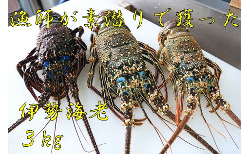 【ふるさと納税】伊勢海老【漁師が素潜りで獲った伊勢海老　＠勝山水産　仁太丸】