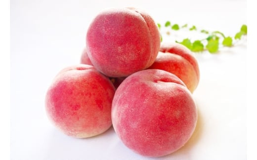 和歌山県産 川中島白桃 5～8玉入り 秀品 先行予約【2025年7月下旬以降発送】【mtgn056A】