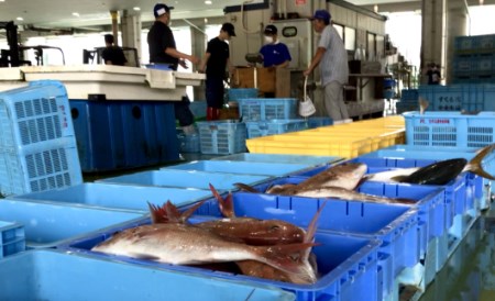 新鮮土佐魚の詰合せセットB