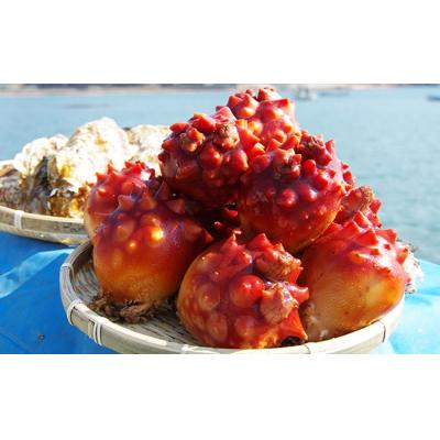 ふるさと納税 陸前高田市 お刺身用 冷凍 ほや 200g×5袋 ホヤ 海鞘 珍味 おつまみ 小分け 人気 海産物 海鮮 |  | 01