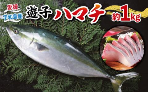ハマチ セット 計 1kg 愛媛県漁業協同組合遊子支所 遊子 出世魚 ブリ 鰤 皮なし 皮付き ハマチカマ ブロック 加工 刺身 お刺身 刺し身 冷凍 D012-022005