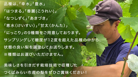 農園直送！おまかせ 梨 3kg 【7月下旬発送開始】 ナシ なし 果物 フルーツ デザート 秋  茨城県 はつまる 夏しずく 幸水 豊水 あきづき 恵水 甘太 にっこり