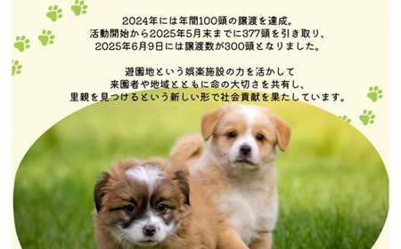 那須ハイ＆りんどう湖　SOS保護犬活動　お礼品なし〔A-57〕｜保護犬 支援 動物愛護 応援 地域応援 愛犬 愛犬家 動物 ペット 社会貢献 保護活動 那須 栃木県 那須町