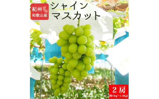 紀州和歌山産シャインマスカット２房（約1kg～1.4kg） ※2025年8月中旬頃～2025年9月上旬頃に順次発送予定 マスカット 種無し フルーツ 果物 くだもの【uot813】