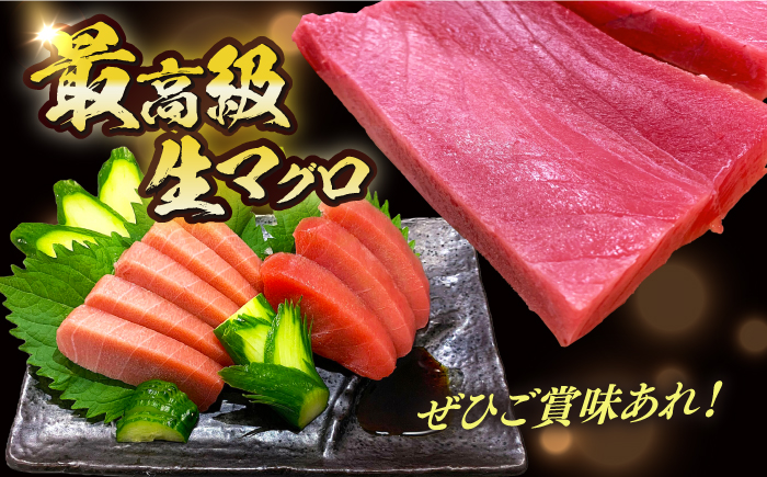 【長崎県養殖クロマグロ品評会最優秀賞！】 五島列島産 養殖 生 本マグロ 赤身 中トロ 冷蔵 計約900g マグロ まぐろ 鮪 刺身 ブロック 冷蔵 【上五島町漁業協同組合】 [RBN013]