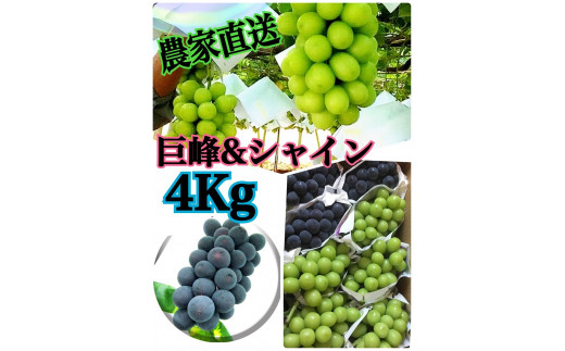 【生産者直送】巨峰＆シャインマスカットMIX 約4キロ【2025年発送】（ISI）C7-155 【巨峰 シャインマスカット 葡萄 ぶどう ブドウ 令和7年発送 期間限定 山梨県産 甲州市 フルーツ 果物】