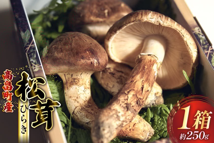 
            【期間限定発送】 松茸 ひらき 詰め合わせ 1箱 約250g (2〜4本入) [フレッシュマートたねや 山形県 高畠町 tk06ays880000] きのこ キノコ まつたけ 国産 天然 山の幸 ご飯 土瓶蒸し 松茸ご飯
          