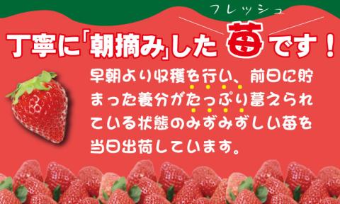 【先行予約（１月から順次出荷】新品種 いちごさん 2箱セット ふるかわ農園  農家直送品 果物 くだもの フルーツ 人気 ランキング 高評価 苺 イチゴ 佐賀 送料無料