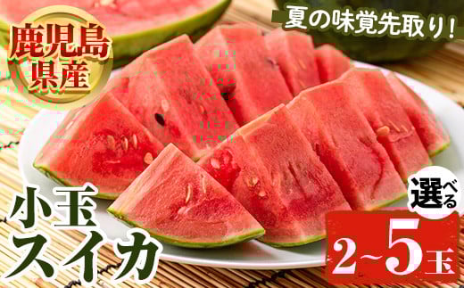 
            ＜先行予約受付中！2026年5月下旬以降順次発送予定＞＜内容量が選べる！＞鹿児島県産 小玉スイカ(2～5玉) 国産 果物 スイカ すいか 西瓜 フルーツ スイーツ スムージー ジュース 期間限定【松永青果】
          