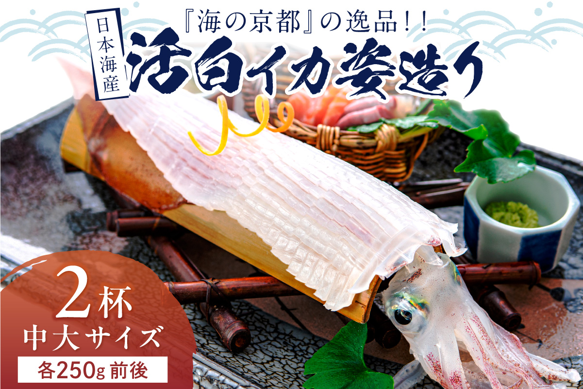 日本海産『海の京都』の逸品！！　活白イカ姿造り（クリスタル白いか）中大サイズ 2杯（250g前後）（2027年6月上旬～発送） ふるさと納税 海鮮 鮮度抜群 新鮮 海鮮 いか イカ 簡単調理 生産者応援 送料無料 生食 魚介類 活イカ　YK00692
